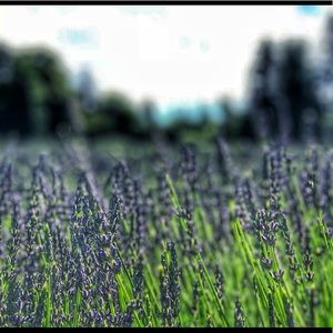 Meet your Posher, Lourdes